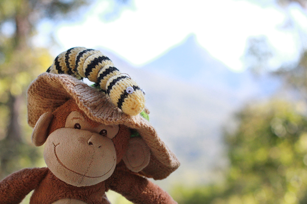 Monkey with grub in front of Mt Uki, NSW